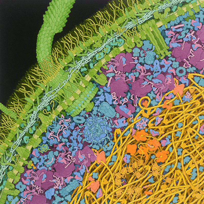 E. coli Cell