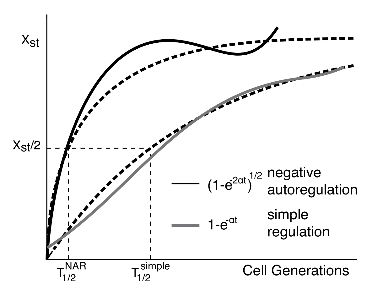 Negative autoregulation experiment chart