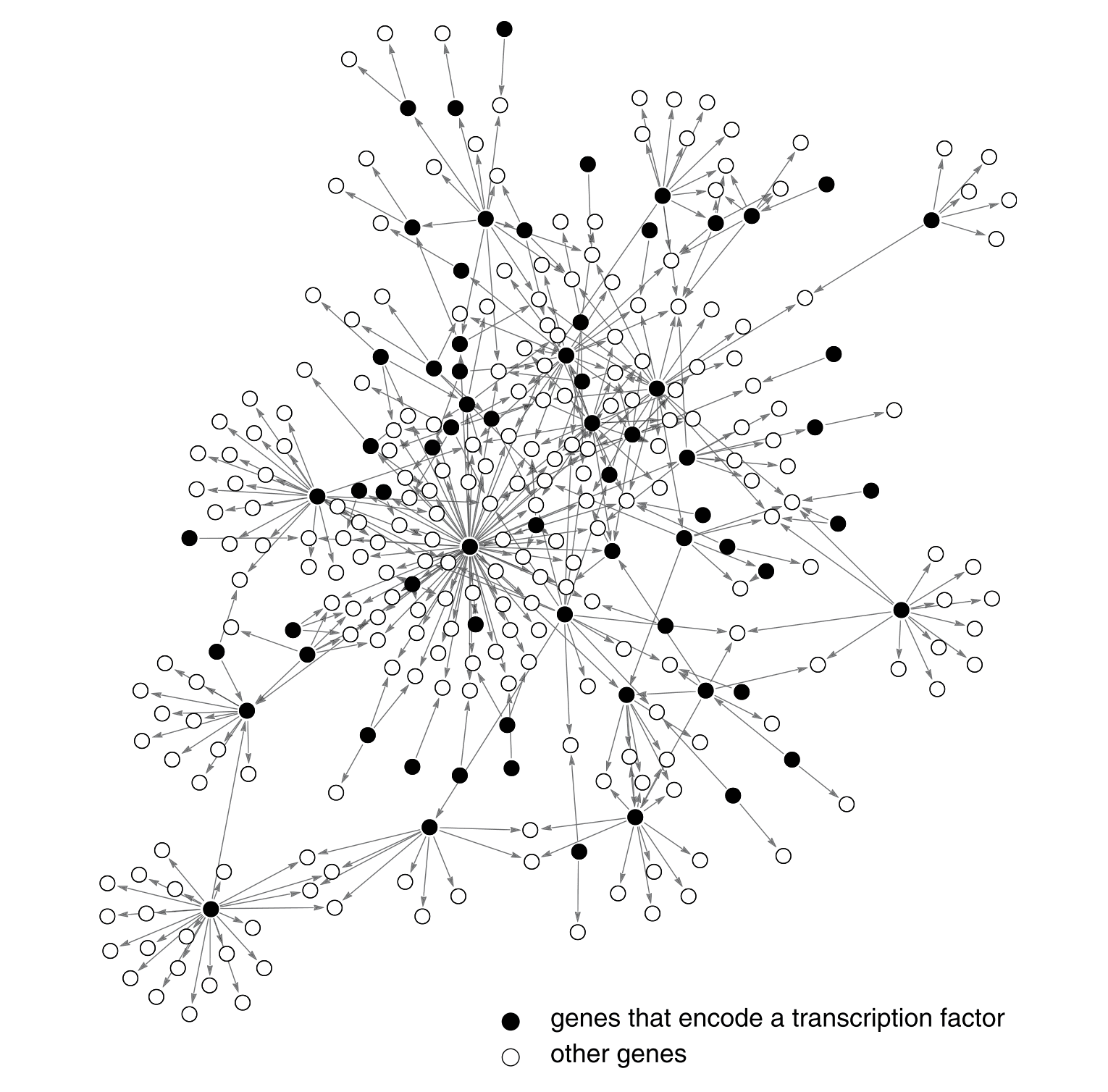 Complex transcription network diagram of E. coli showing interconnected genes and regulatory elements