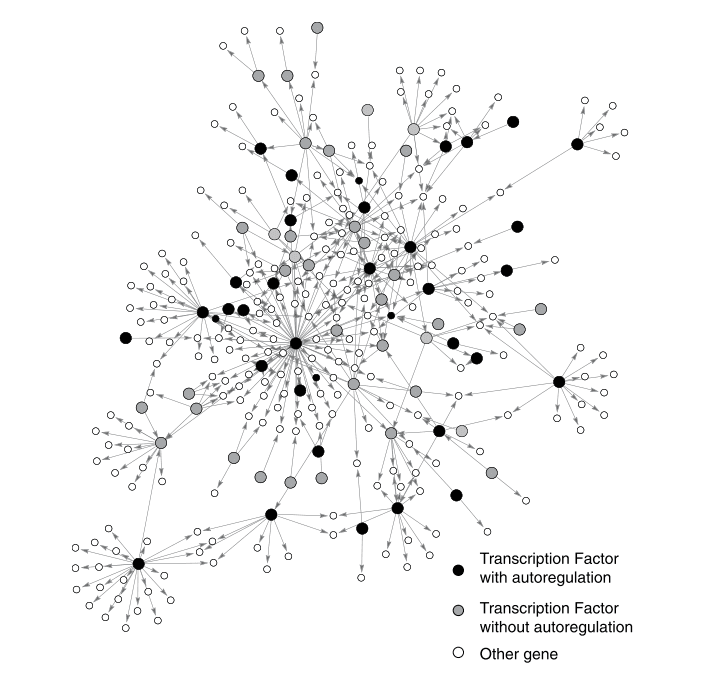 Complex transcription network diagram of E. coli showing interconnected genes and regulatory elements